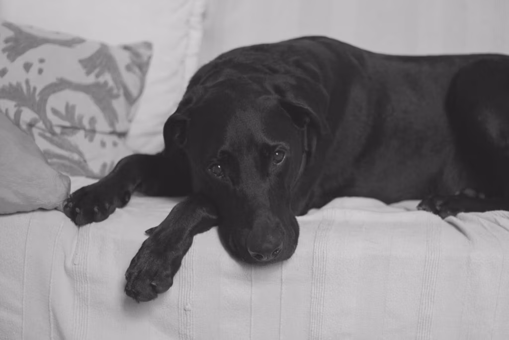 dog-black-and-white-image